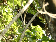 Corvus jamaicensis