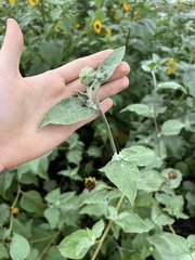Helianthus argophyllus