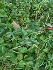 Vincetoxicum rossicum