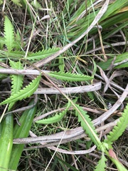 Pedicularis lanceolata