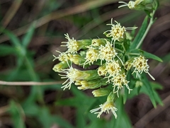 Brickellia eupatorioides