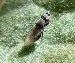 Milichiidae
