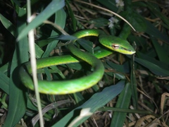 Ahaetulla mycterizans