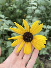 Helianthus argophyllus