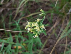 Brickellia eupatorioides
