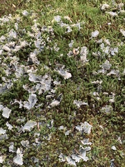 Peltigera canina