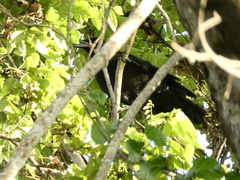 Corvus jamaicensis