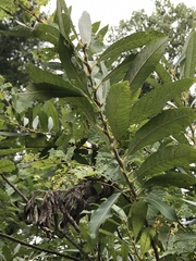 Salix humilis