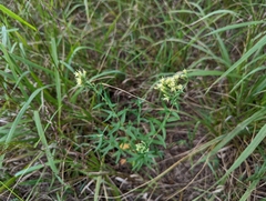 Brickellia eupatorioides