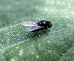 Agromyzinae