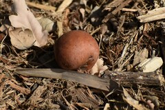 Andricus quercuscalifornicus