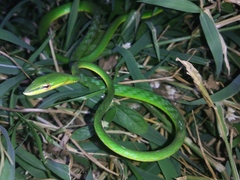 Ahaetulla mycterizans