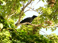 Corvus jamaicensis