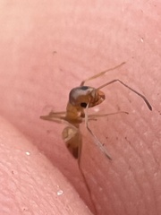 Dorymyrmex flavus