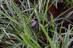 Pseudacris hypochondriaca