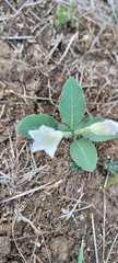 Ruellia metziae