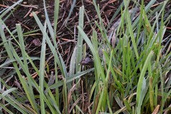 Pseudacris hypochondriaca