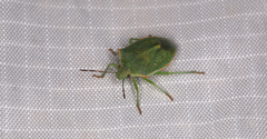 Pentatomidae