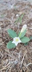 Ruellia metziae