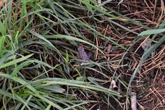 Pseudacris hypochondriaca