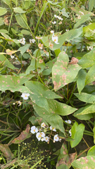 Sagittaria brevirostra