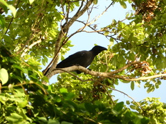 Corvus jamaicensis