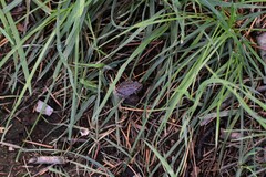 Pseudacris hypochondriaca