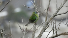 Dacnis cayana