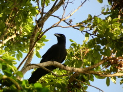 Corvus jamaicensis