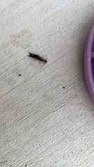 Euborellia annulipes