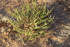 Eremophila