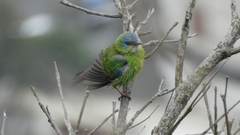 Dacnis cayana