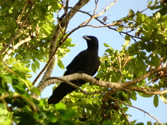 Corvus jamaicensis