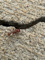 Pogonomyrmex barbatus