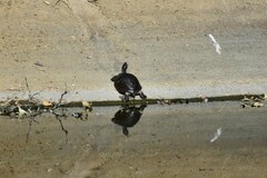Deirochelyinae