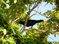 Corvus jamaicensis