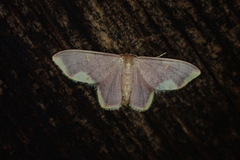 Lophosis labeculata