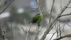 Dacnis cayana