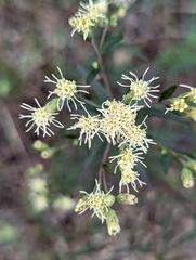 Brickellia eupatorioides
