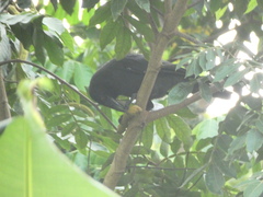 Corvus jamaicensis