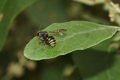 Paranthidium jugatorium