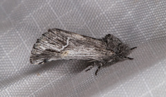 Ursia noctuiformis