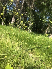 Alisma