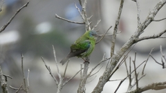 Dacnis cayana