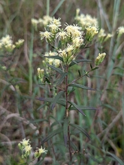 Brickellia eupatorioides