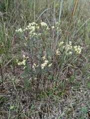Brickellia eupatorioides