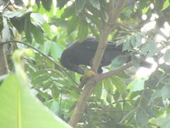 Corvus jamaicensis