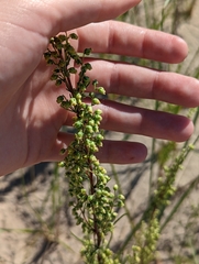 Artemisia campestris