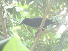 Corvus jamaicensis