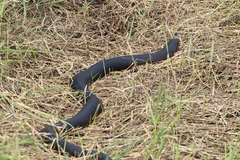 Pseudechis porphyriacus